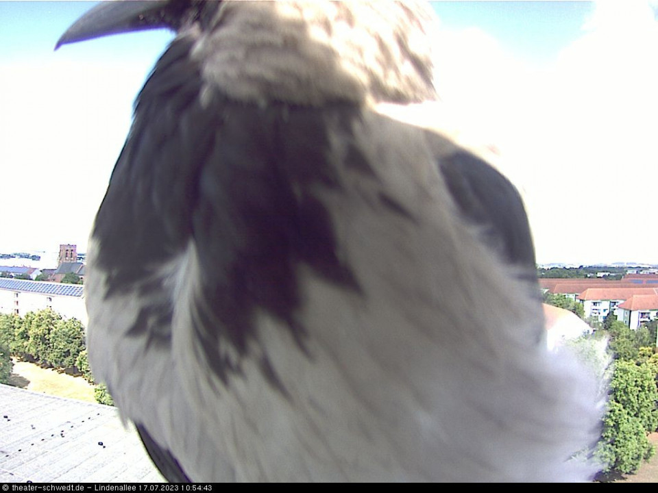 die Krähen (hinzugefügt von Ingo am 17.07.2023)