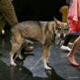 25. Schultheaterfest – Foto 63 von 125